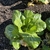 Pak choy plant in Jan in Brunswick County NC