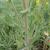 Stem and clasping leaves