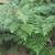 Pteridium aquilinum
