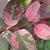Leaves with pink mottling and red stems