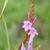 Broad leaved Watsonia (Watsonia pulchra)