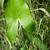 Leaf closeup