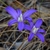 Dark blue, star-shaped flowers.