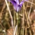 Solitary upright violet-colored flower