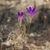 Solitary upright violet-colored flowers