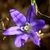 Dark blue, star-shaped flowers.