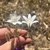 Hand cradling white, star-shaped flowers