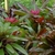 Rosette plants used as a ground cover.