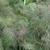 Foeniculum vulgare