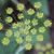 Foeniculum vulgare