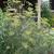 Foeniculum vulgare