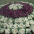 Ornamental cabbage planted en masse with white and purple leaves