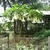 Tree form of plant growing in a container
