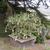 Brugmansia
