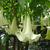 White flower