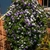 Plant in bloom in a container