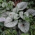 'Jack Frost' Leaves
