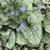 Brunnera macrophylla