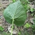 Underside of leaf