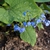 Leaves and flowers