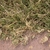 shoots with stolons and short grassy foliage.