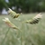spikelets held above foliage.