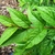 Buddleja lindleyana