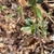 Buddlea lindleyana