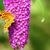 Buddleja davidii 'Harlequin'