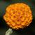 Buddleja globosa