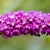 Flowers of  'Lonchinch'