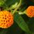 Buddleja globosa flower
