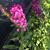 'Royal Red' flowers and leaves
