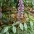 Buddleja lindleyana