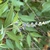 Buddleja lindleyana