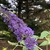 lowers are tiny, tubular, clustered into large, dense, spikes