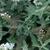 'Ice Chip' leaves