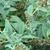 'Lilac Chip' leaves