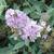 'Lilac Chip' panicle