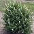 'Miss Pearl' bush