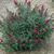 'Miss Ruby' bush