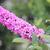 'Pink Micro Chip' blossom