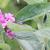 'Pink Micro Chip' leaves
