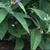 'Pink Micro Chip' leaves