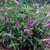 'Pink Micro Chip' bush