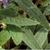 'Purple Haze' leaves