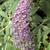 'Purple Haze' panicle