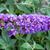 panicle