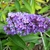 Flutterby 'Peace' flowers