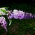 Flutterby 'Lavendar' flowers